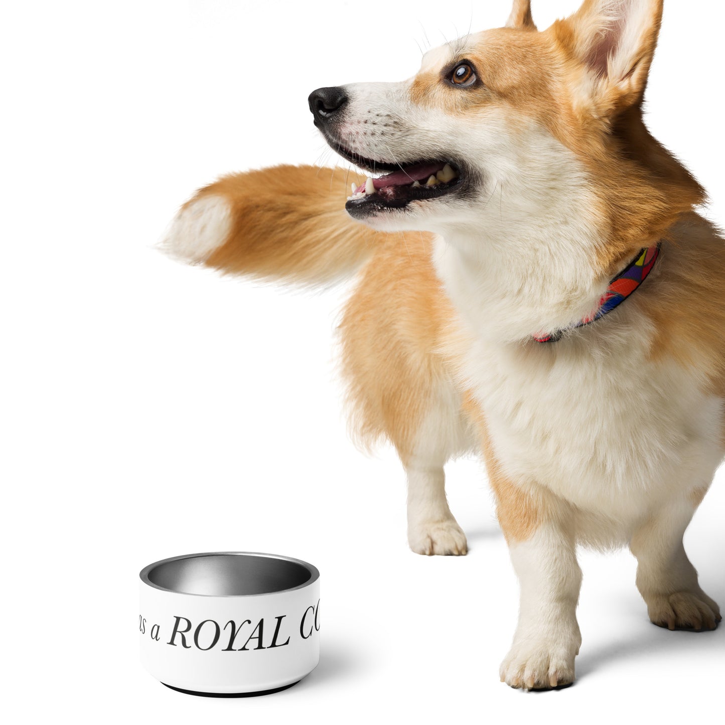 I identify as a Royal Corgi Pet bowl